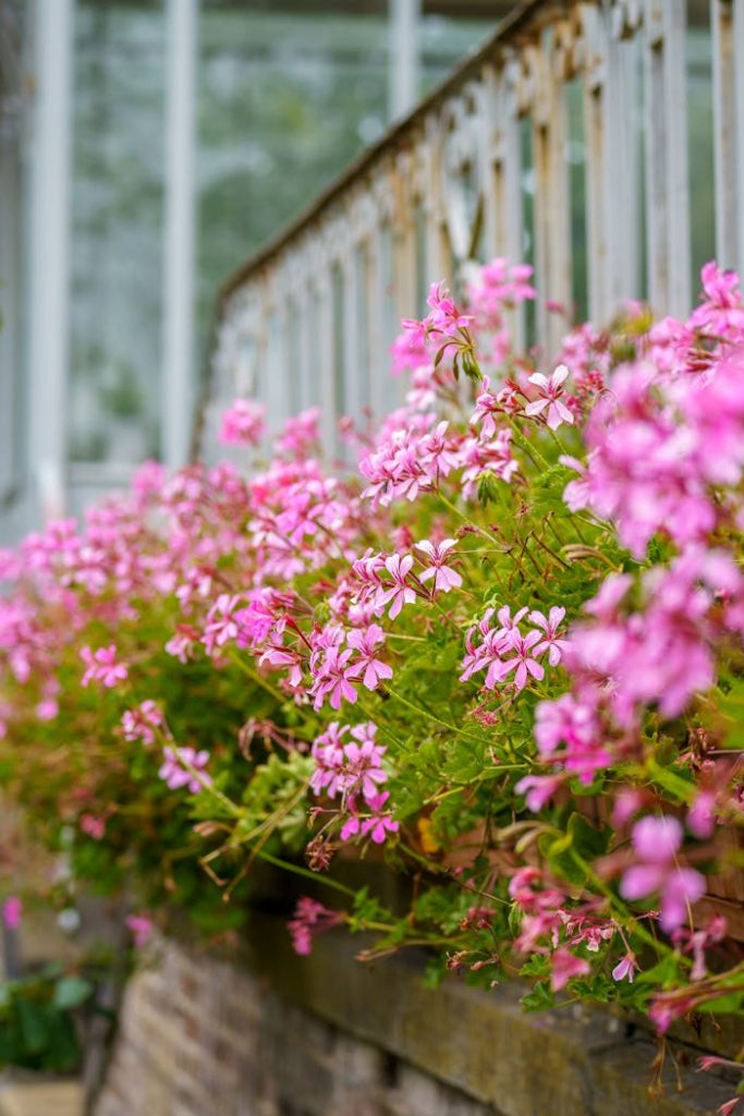 Vibrant pink flowers bloom along a quaint urban garden path.